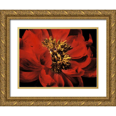 Red Peony II Gold Ornate Wood Framed Art Print with Double Matting by Zalewski, Christine