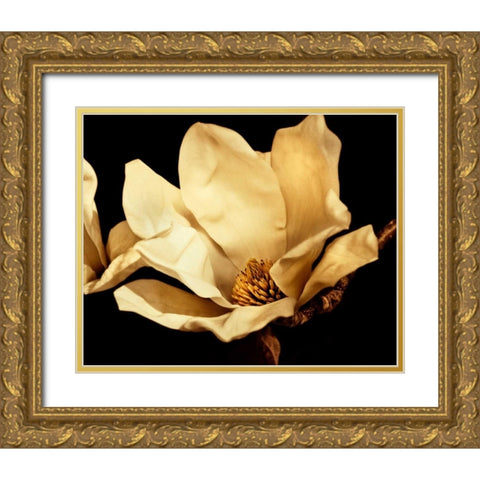 Buttercream Magnolia I Gold Ornate Wood Framed Art Print with Double Matting by Perry, Rachel