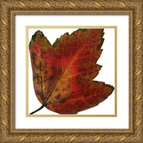 Leaf Inflorescence I Gold Ornate Wood Framed Art Print with Double Matting by Project, A.