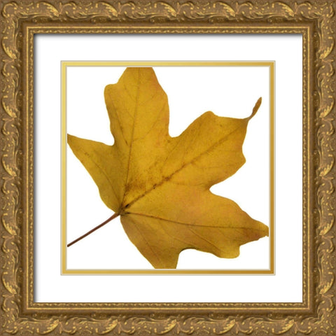 Leaf Inflorescence II Gold Ornate Wood Framed Art Print with Double Matting by Project, A.