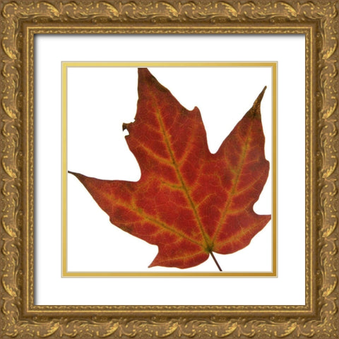 Leaf Inflorescence V Gold Ornate Wood Framed Art Print with Double Matting by Project, A.