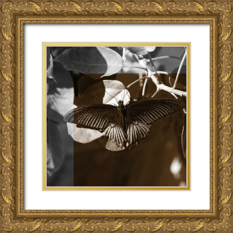 Butterfly Study II Gold Ornate Wood Framed Art Print with Double Matting by Project, A.
