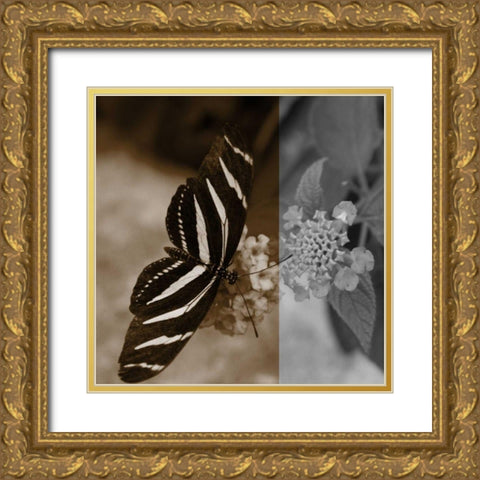 Butterfly Study IV Gold Ornate Wood Framed Art Print with Double Matting by Project, A.