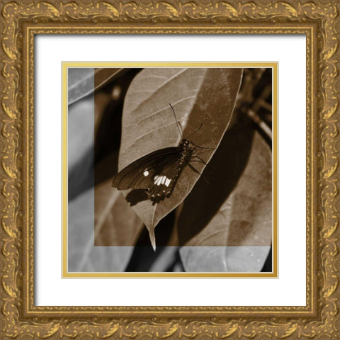 Butterfly Study VI Gold Ornate Wood Framed Art Print with Double Matting by Project, A.