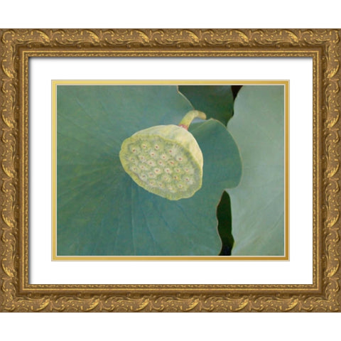 Lotus Detail VIII Gold Ornate Wood Framed Art Print with Double Matting by Christensen, Jim