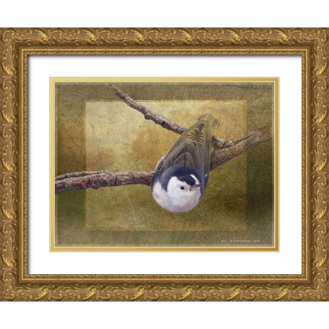 Nuthatch Gold Ornate Wood Framed Art Print with Double Matting by Vest, Chris
