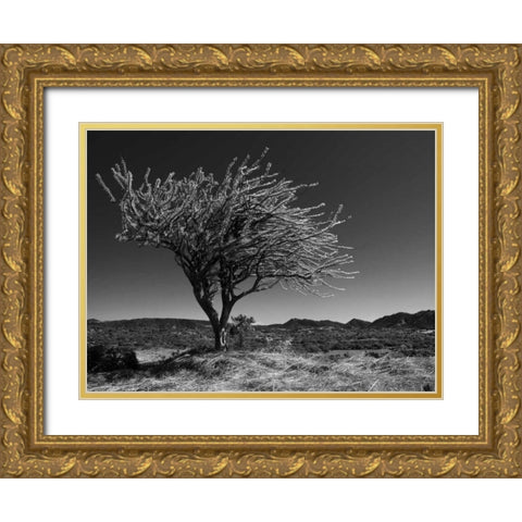 Start Spring Tree Gold Ornate Wood Framed Art Print with Double Matting by Nalbandian, Nish