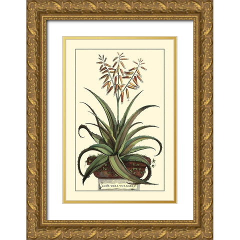 Antique Munting Aloe III Gold Ornate Wood Framed Art Print with Double Matting by Munting, Abraham