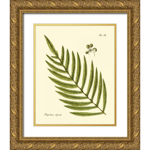 Antique Fern I Gold Ornate Wood Framed Art Print with Double Matting by Vision Studio