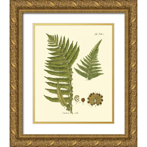 Antique Fern III Gold Ornate Wood Framed Art Print with Double Matting by Vision Studio