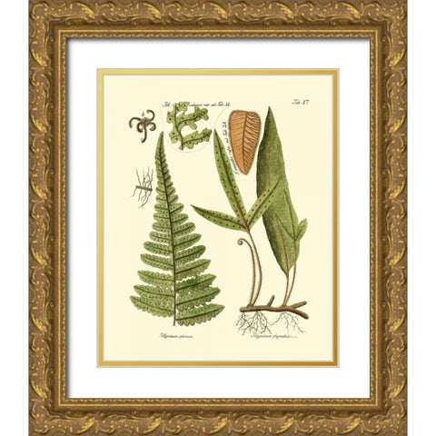 Antique Fern IV Gold Ornate Wood Framed Art Print with Double Matting by Vision Studio