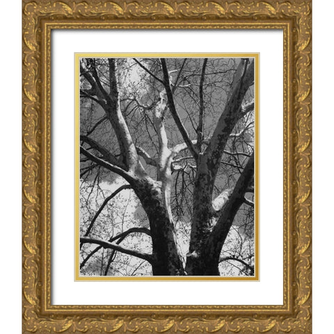 Classic Birch II Gold Ornate Wood Framed Art Print with Double Matting by Harper, Ethan