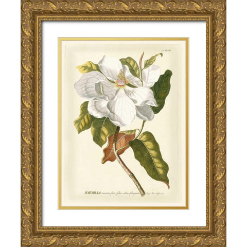 Magnificent Magnolias I Gold Ornate Wood Framed Art Print with Double Matting by Trew, Jacob