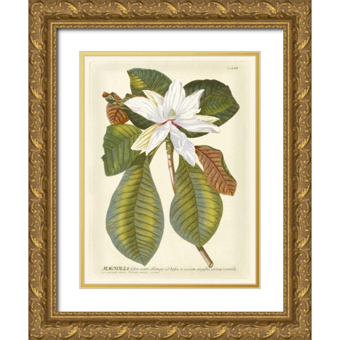Magnificent Magnolias II Gold Ornate Wood Framed Art Print with Double Matting by Trew, Jacob