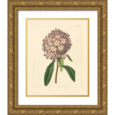 Evas Garden VI Gold Ornate Wood Framed Art Print with Double Matting by Vision Studio
