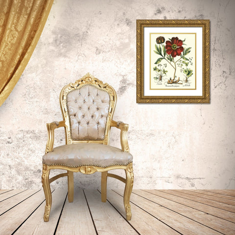 Besler Peonie II Gold Ornate Wood Framed Art Print with Double Matting by Besler, Basilius
