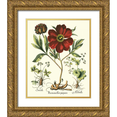 Besler Peonie II Gold Ornate Wood Framed Art Print with Double Matting by Besler, Basilius