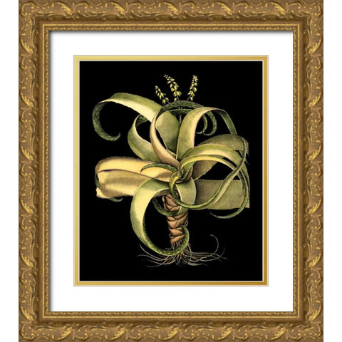 Custom Dramatic Aloe I (LG) Gold Ornate Wood Framed Art Print with Double Matting by Besler, Basilius