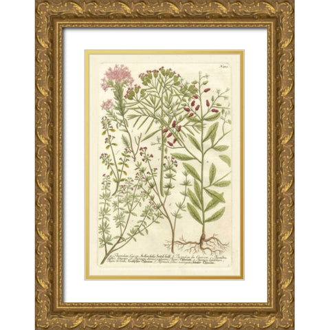 Weinmanns Garden I Gold Ornate Wood Framed Art Print with Double Matting by Weinmann, Johann