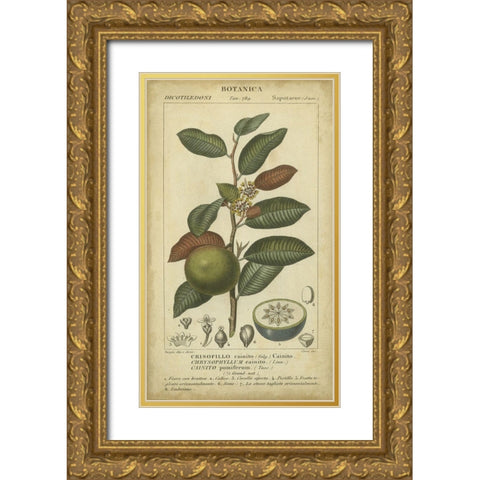 Exotic Botanica III Gold Ornate Wood Framed Art Print with Double Matting by Turpin