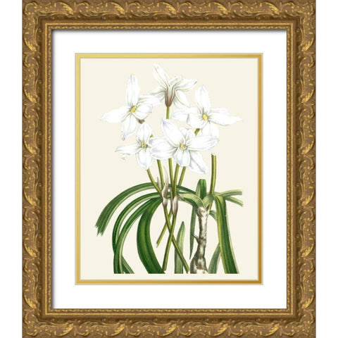 Les Fleurs Blanches III Gold Ornate Wood Framed Art Print with Double Matting by Unknown