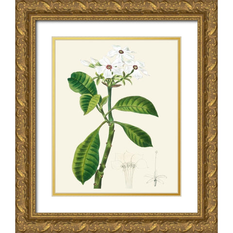 Les Fleurs Blanches IV Gold Ornate Wood Framed Art Print with Double Matting by Unknown