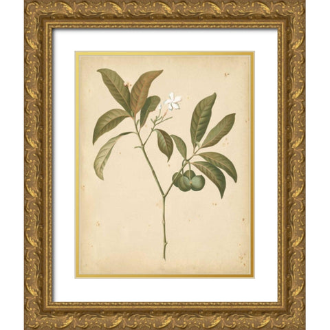 Natures Greenery V Gold Ornate Wood Framed Art Print with Double Matting by Unknown