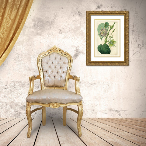 Antique Passionflower I Gold Ornate Wood Framed Art Print with Double Matting by Hart, M.