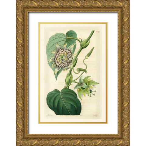 Antique Passionflower I Gold Ornate Wood Framed Art Print with Double Matting by Hart, M.