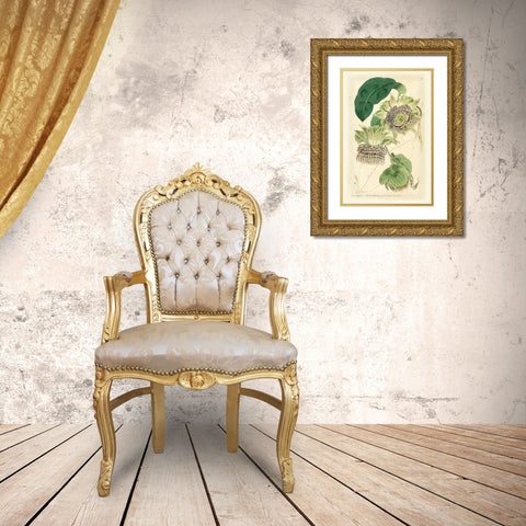 Antique Passionflower II Gold Ornate Wood Framed Art Print with Double Matting by Hart, M.