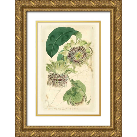 Antique Passionflower II Gold Ornate Wood Framed Art Print with Double Matting by Hart, M.