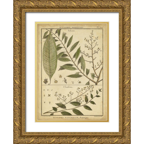 Diderot Antique Ferns I Gold Ornate Wood Framed Art Print with Double Matting by Diderot, Denis