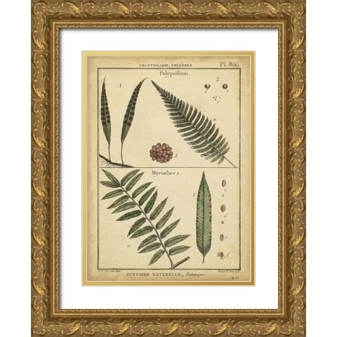 Diderot Antique Ferns III Gold Ornate Wood Framed Art Print with Double Matting by Diderot, Denis