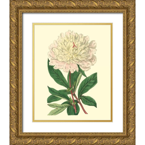 Chinese Peony Gold Ornate Wood Framed Art Print with Double Matting by Edwards