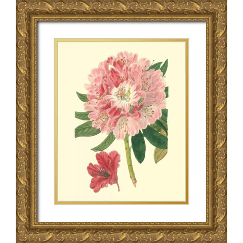 Pink Rhododendron Gold Ornate Wood Framed Art Print with Double Matting by Edwards