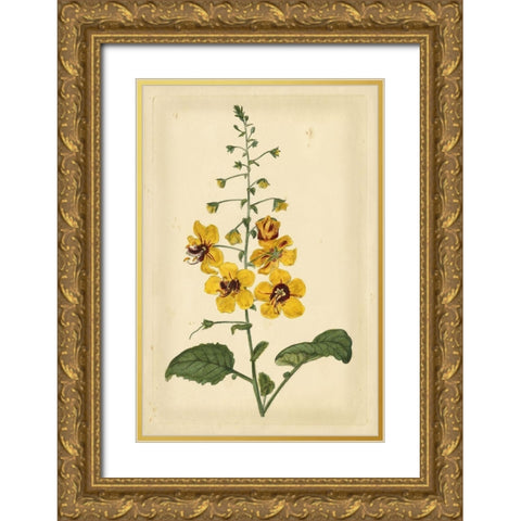 Floral Varieties I Gold Ornate Wood Framed Art Print with Double Matting by Curtis