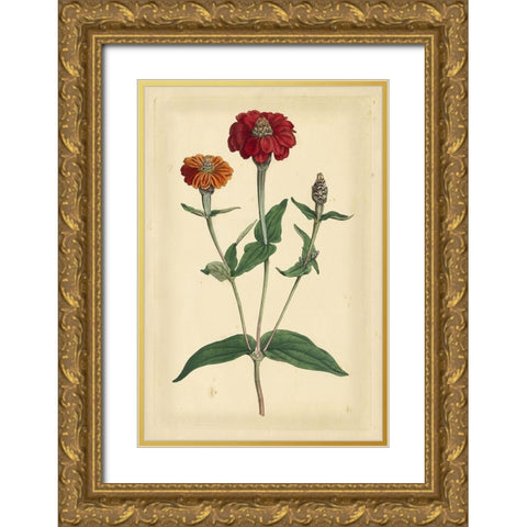 Floral Varieties III Gold Ornate Wood Framed Art Print with Double Matting by Curtis