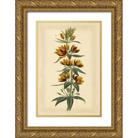 Floral Varieties IV Gold Ornate Wood Framed Art Print with Double Matting by Curtis