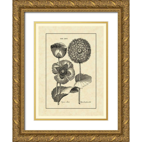 Vintage Besler III Gold Ornate Wood Framed Art Print with Double Matting by Besler, Basilius