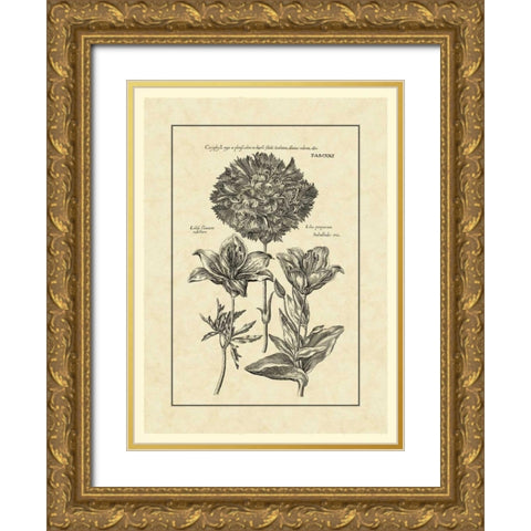 Vintage Besler IV Gold Ornate Wood Framed Art Print with Double Matting by Besler, Basilius