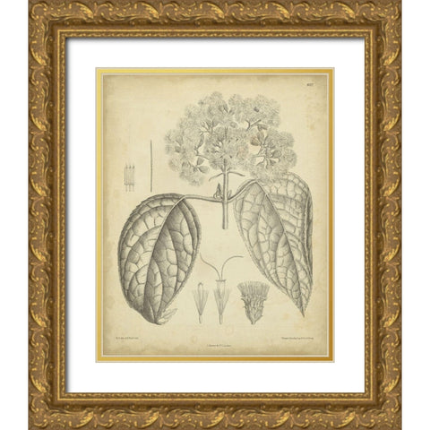 Vintage Curtis Botanical I Gold Ornate Wood Framed Art Print with Double Matting by Curtis