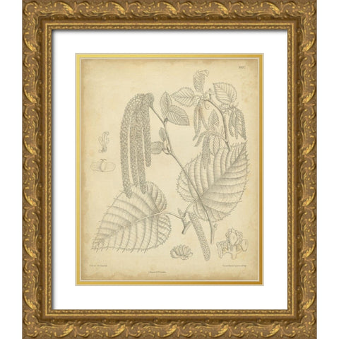 Vintage Curtis Botanical II Gold Ornate Wood Framed Art Print with Double Matting by Curtis