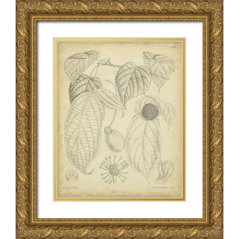 Vintage Curtis Botanical III Gold Ornate Wood Framed Art Print with Double Matting by Curtis