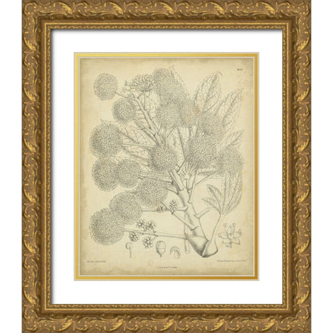 Vintage Curtis Botanical IV Gold Ornate Wood Framed Art Print with Double Matting by Curtis