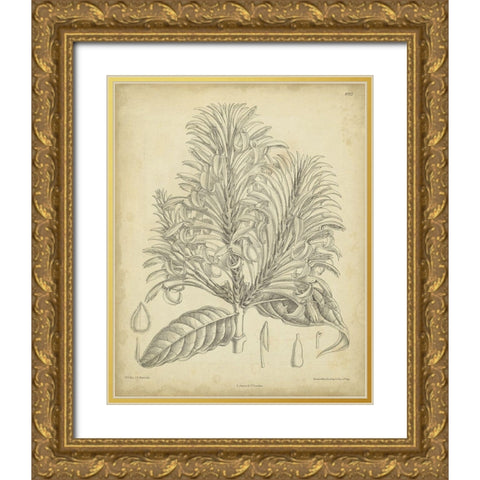 Vintage Curtis Botanical V Gold Ornate Wood Framed Art Print with Double Matting by Curtis