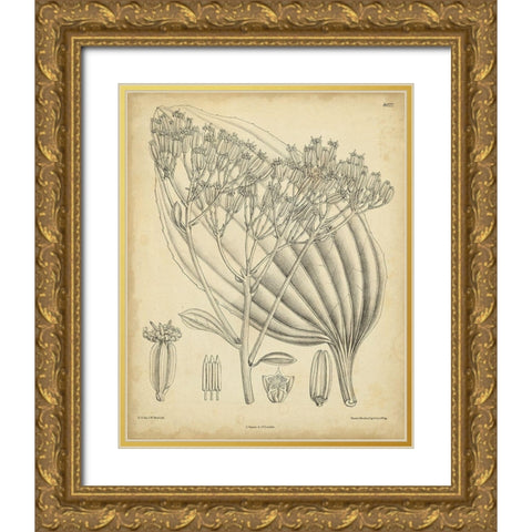 Vintage Curtis Botanical VI Gold Ornate Wood Framed Art Print with Double Matting by Curtis