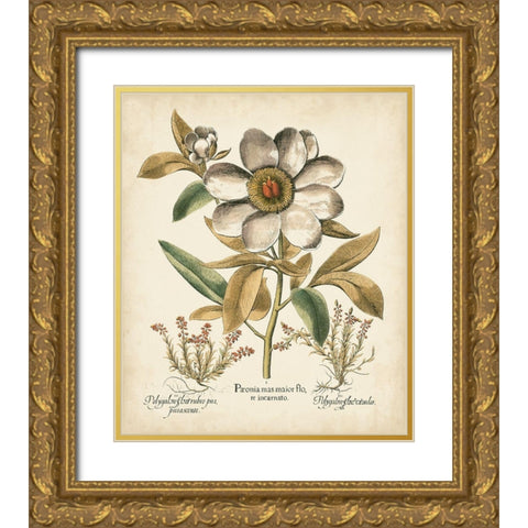 Ivory Peonies I Gold Ornate Wood Framed Art Print with Double Matting by Besler, Basilius