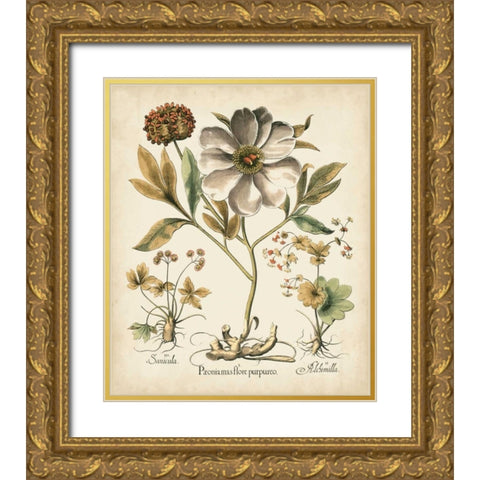 Ivory Peonies II Gold Ornate Wood Framed Art Print with Double Matting by Besler, Basilius