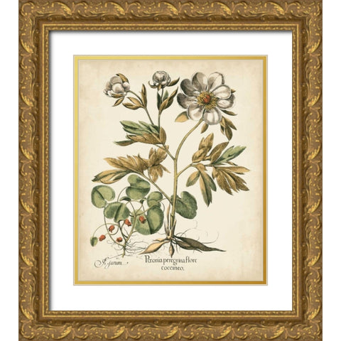 Ivory Peonies III Gold Ornate Wood Framed Art Print with Double Matting by Besler, Basilius
