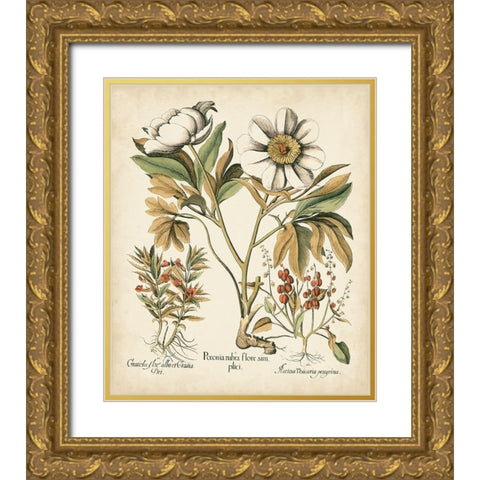 Ivory Peonies IV Gold Ornate Wood Framed Art Print with Double Matting by Besler, Basilius